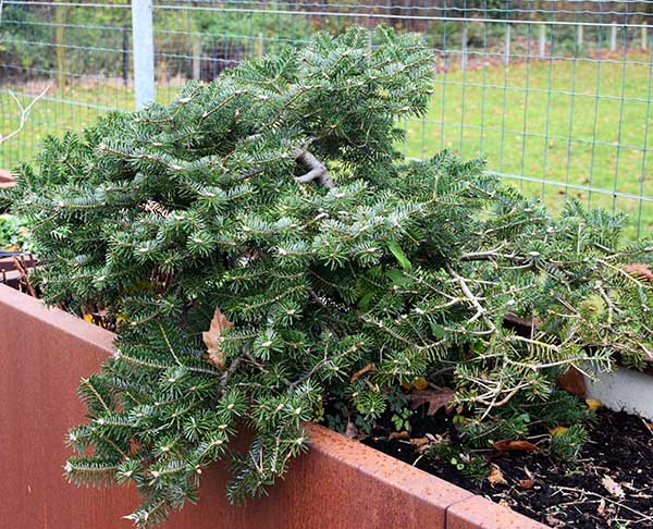 abies arnoldiana 'cyrille'