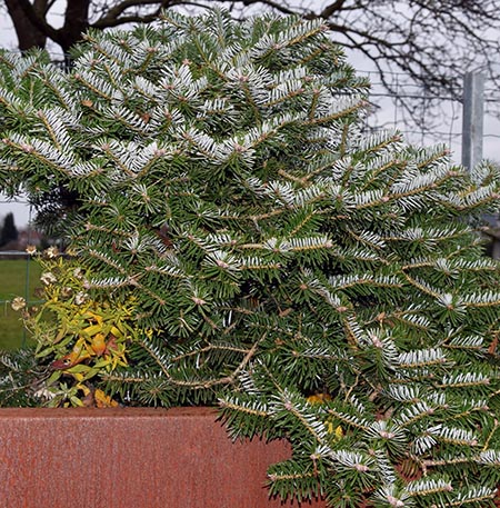 abies arnoldiana 'cyrille'  revers feuillage
