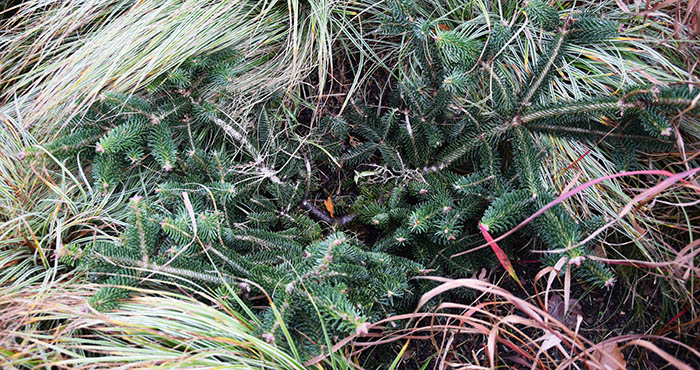 jeune Abies cephalonica 'Meyer Dwarf'
