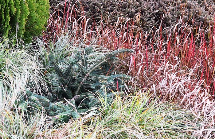 Abies cephalonica 'Meyer Dwarf'
