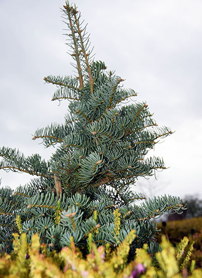 Abies concolor 'Archer's Dwarf'