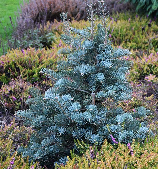 Abies concolor 'Archer's Dwarf'