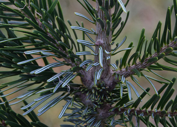 feuilles abies deux lignes blanches
