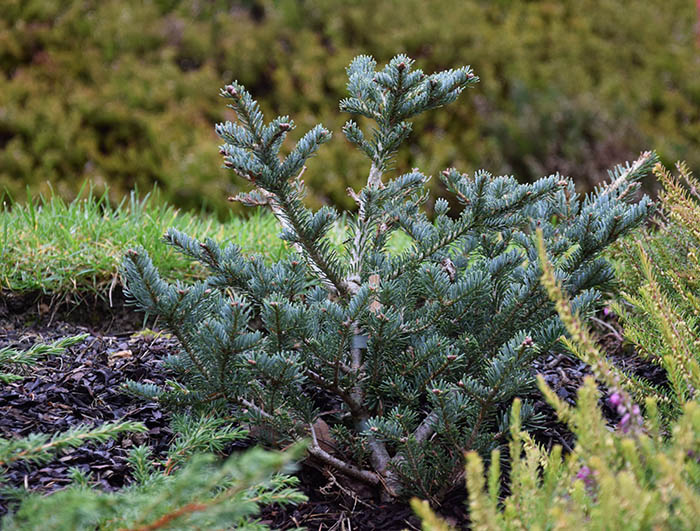 Abies fraseri 'Rawl's Dwarf'