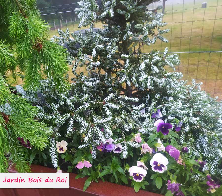 abies koreana silver show