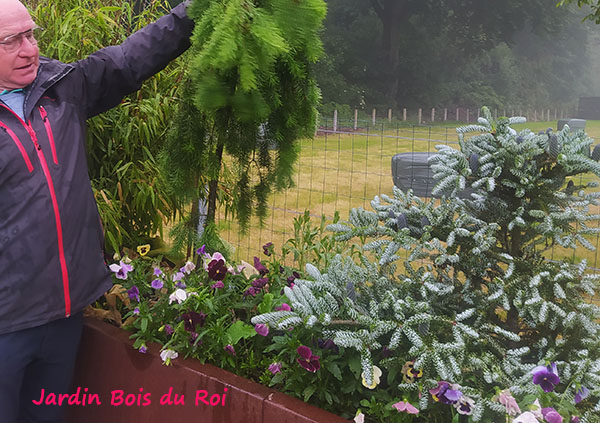 Abies koreana 'Silver Show'