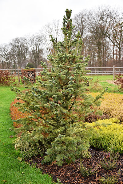 Abies lasiocarpa Compacta