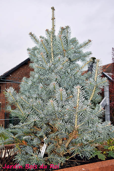 Abies lasiocarpa 'Mikolas'