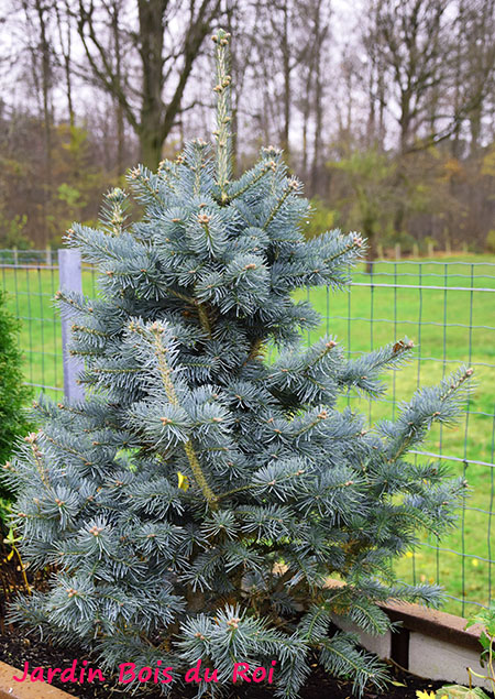 Abies lasiocarpa 'Mikolas'