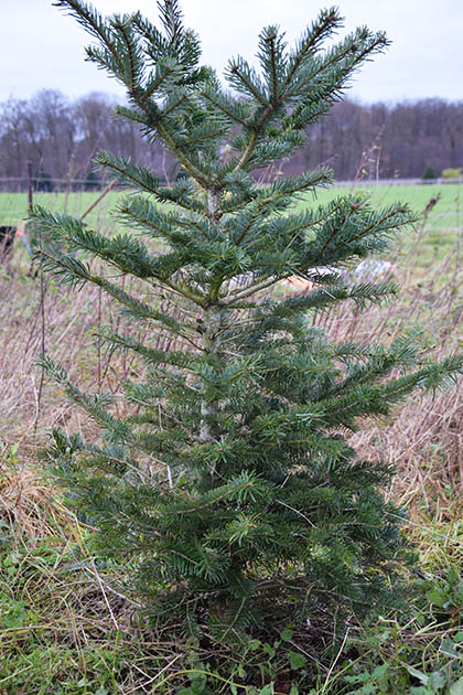 Abies nordmanniana