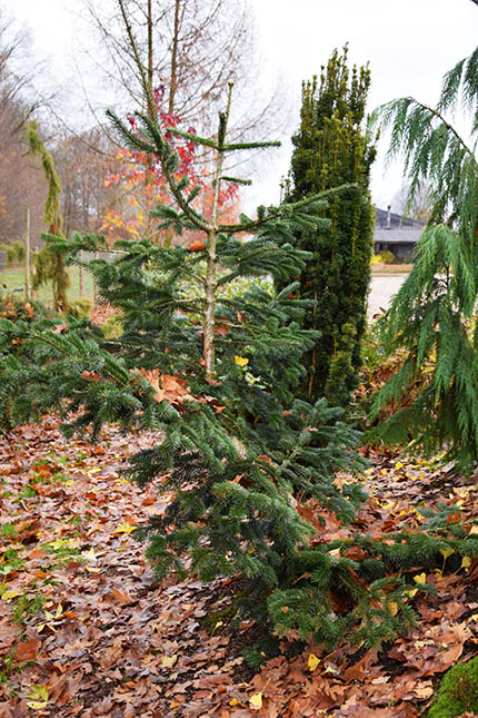 Abies nordmanniana 'Tortifolia'
