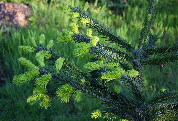 Abies nordmanniana 'Tortifolia' jeunes pousses