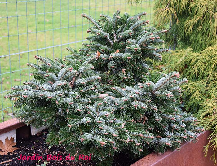 Abies nordmanniana 'Dobrichovice'