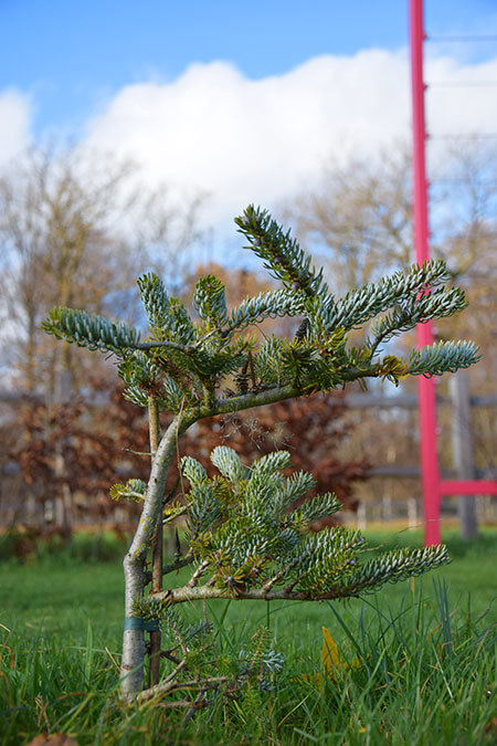 Abies pinsapo 'Glauca'