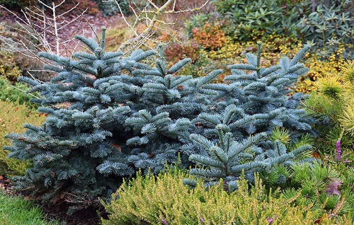 Abies procera 'Bizarro'
