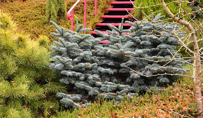 Abies procera 'Bizarro'