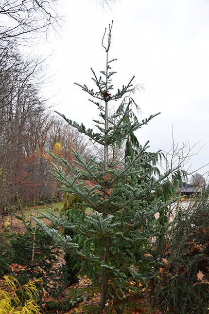 Abies veitchii 'Glauca'