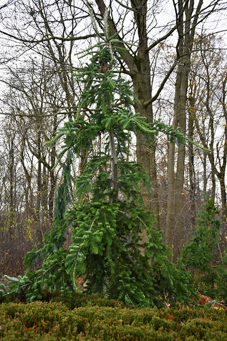 Abies veitchii 'Pendula'