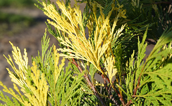 Calocedrus decurrens 'Aureovariegata'