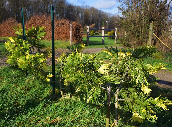 Calocedrus decurrens 'Aureovariegata'