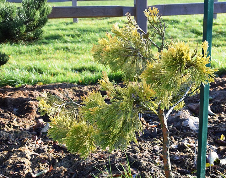 Calocedrus decurrens 'Berrima Gold'