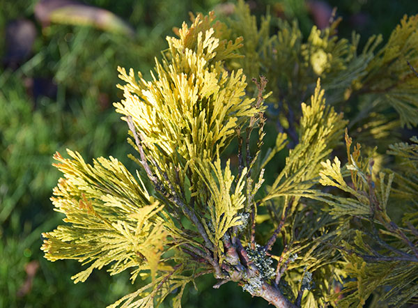 Calocedrus decurrens 'Berrima Gold'