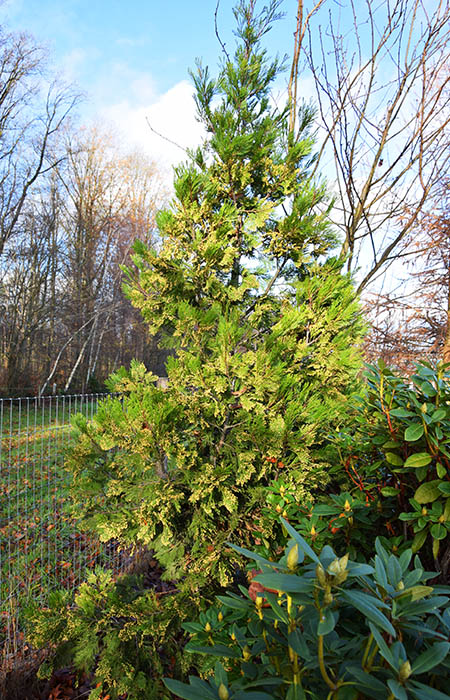 Calocedrus decurrens 'Pillar'