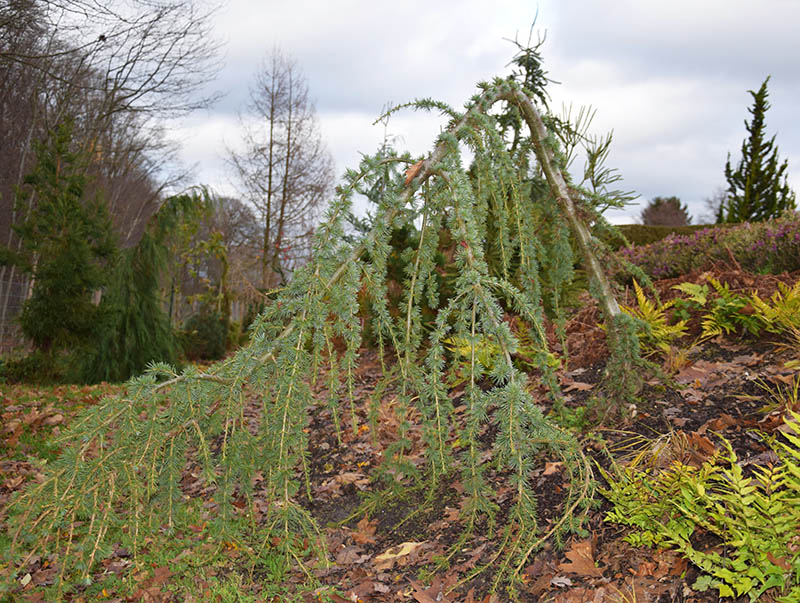 Cedrus libani  'Glauca Pendula, syn. Cedrus atlantica 'glauca pendula'