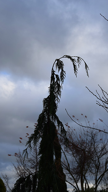 flèches des thuyas et des cyprès droites, érigées.
flèches chamaecyparis retombantes.