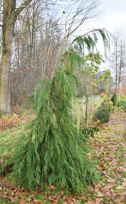 Chamaecyparis lawsoniana 'Dik's Weeping'