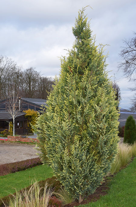 Chamaecyparis lawsoniana 'Hohen Moor'