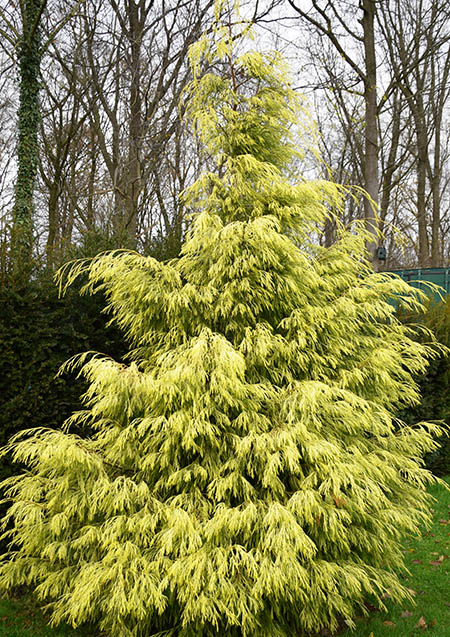 Chamaecyparis lawsoniana 'Karaca'