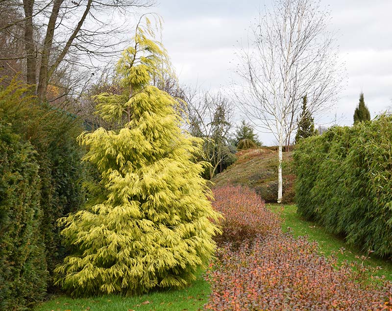 Chamaecyparis lawsoniana 'Karaca'