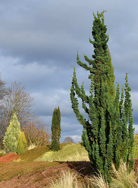 chamaecyparis lawsoniana 'Wissel's Saguaro'