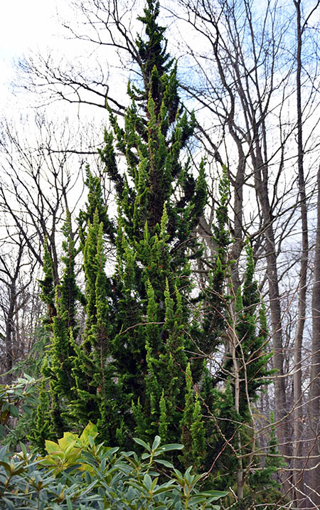 Chamaecyparis lawsoniana 'Yellow Spire'