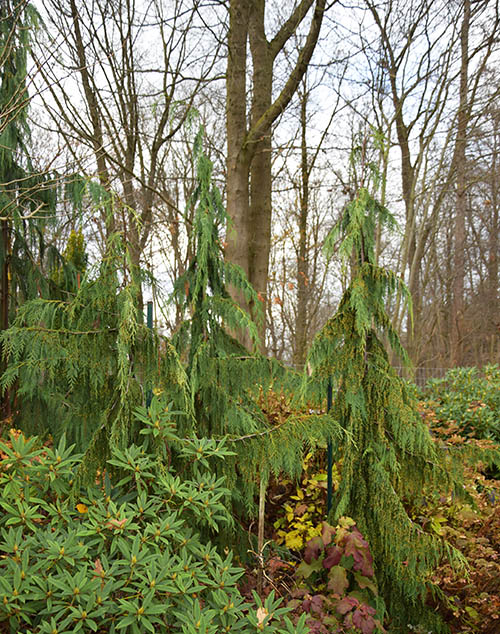 Chamaecyparis nootkansis 'Green Arrow'