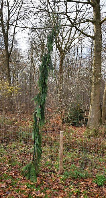 Chamaecyparis nootkansis 'Van Den Akker'