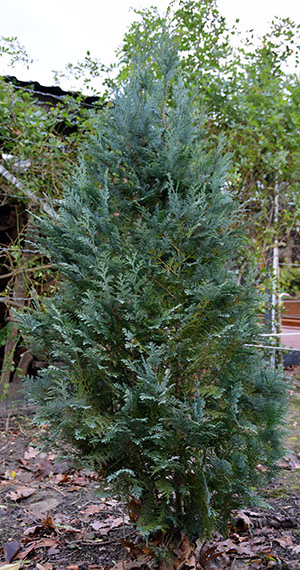 Chamaecyparis lawsoniana' Pembury Blue'