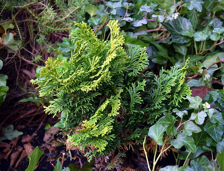 Chamaecyparis obtusa 'Aurora'