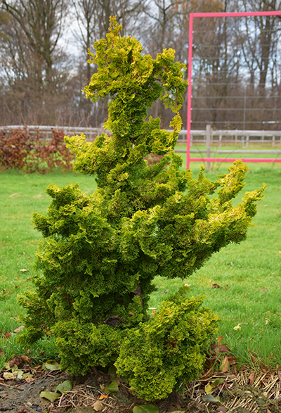 Chamaecyparis obtusa 'Fuiri-tsukumo'