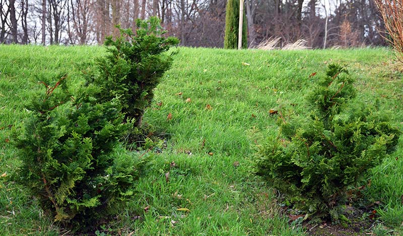 Chamaecyparis obtusa 'Gracilis'