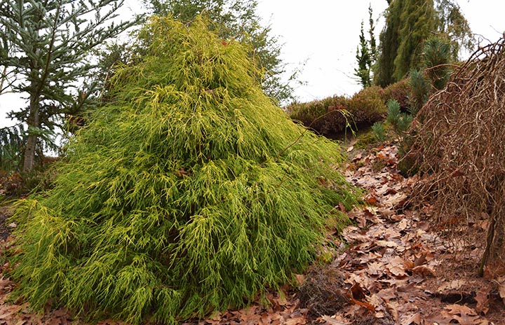 Chamaecyparis pissifera 'Filifera Aurea'