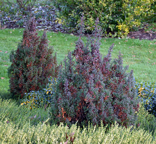 Chamaecyparis thyoides 'Top Point'