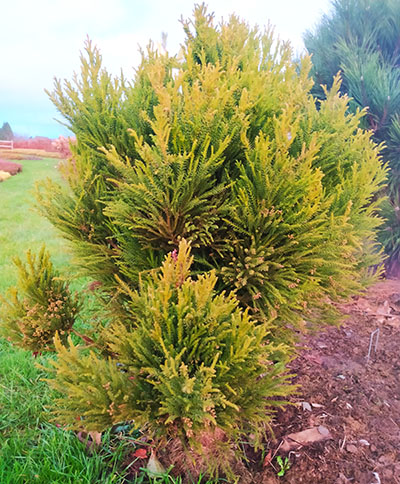 Cryptomeria japonica 'Aritaki'