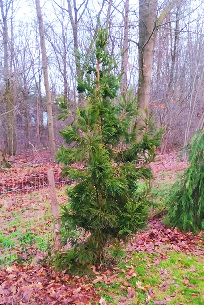Cryptomeria japonica 'Cristata'