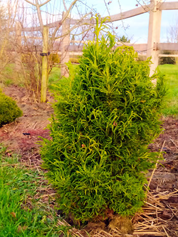 Cryptomeria japonica 'Spiraliter Falcata'