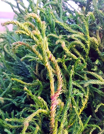 Cryptomeria japonica 'Spiraliter Falcata'