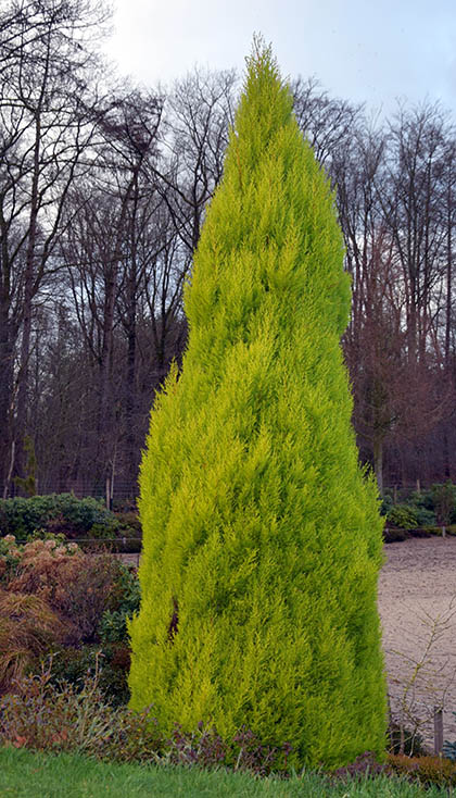Cupressus macrocarpa 'Goldcrest'