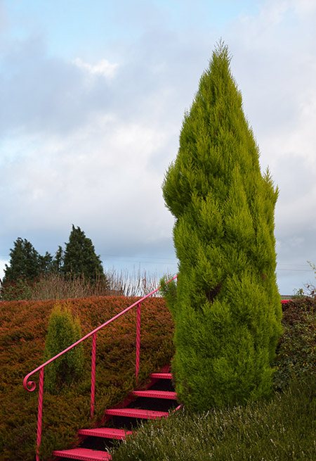 Cupressus macrocarpa 'Goldcrest'
