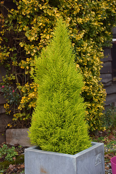 Cupressus macrocarpa 'Goldcrest' en bac, container